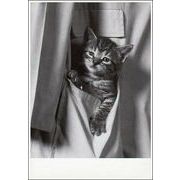 ポストカード モノクロ写真「シャツのポケットに入った子猫」