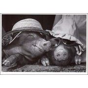 ポストカード モノクロ写真「帽子とサングラスを被った二匹のブタ」