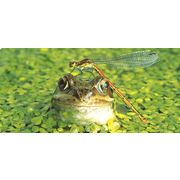 ロングポストカード サマーカード「かっこいいだろう」カラー写真 暑中見舞い カエル トンボ