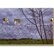 グリーティングカード 多目的 ウシシリーズ「FENCESITTERS」牛 カラー写真