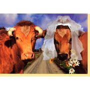 グリーティングカード 多目的 ウシシリーズ「BRIDAL COW」牛 カラー写真
