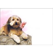 絵封筒 (同柄5枚セット) 156×108mm レターバレンタイン 犬 イヌ