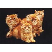 ポストカード カラー写真 「4匹の猫」 郵便はがき メッセージカード
