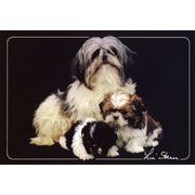 ポストカード カラー写真 「3匹の犬」 郵便はがき メッセージカード