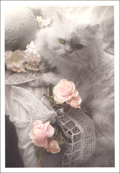 ポストカード カラー写真 「猫とバラの花」 郵便はがき メッセージカード