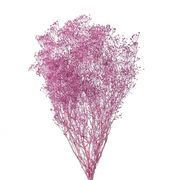 ソフトミニカスミ草　ベリースムージー