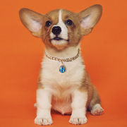 激安 ペット用品 犬用猫用 中小型犬/猫 ダイヤモンド しずく ネックレス チェーン ペンダント首輪 3色