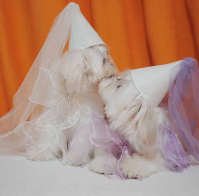 ペット用品 ペットのネックレス 結婚式 誕生日犬用よだれかけ 犬用首輪 帽子  ネコ雑貨 小型犬服  2色
