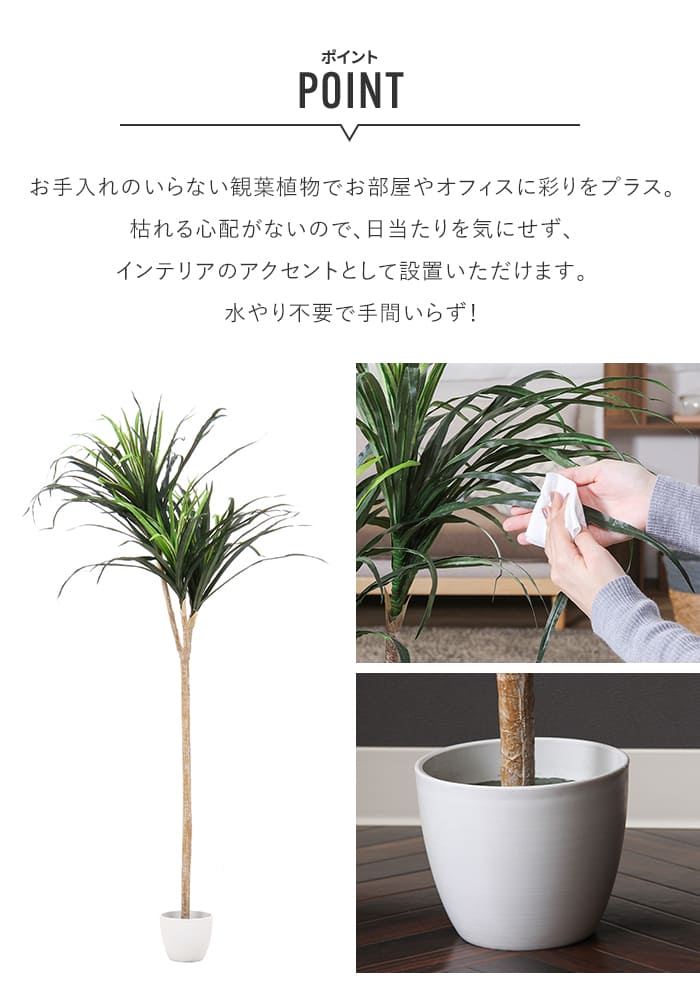 観葉植物 ドラセナ コンシンネ 6号 スタンダードポット