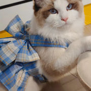 新しいペットの服プリンセススカート猫トラクションロープ猫チェストストラップインスタイル猫服