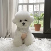 SpotINS韓国の新しい春と夏のミニマリストスタイルのかわいいキャミソールペット犬猫ホームサービス