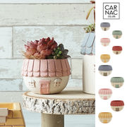 ■カルナック■■SALE■■多肉アイテム■　パステルメゾンドゥ　01