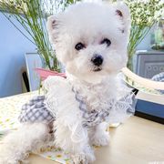 ペットの犬の服春と夏の薄いセクションテディベアコーギー小型犬灰色の格子縞の犬のスカート
