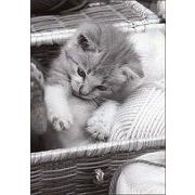ポストカード モノクロ写真「子猫と毛糸が入ったバスケット」