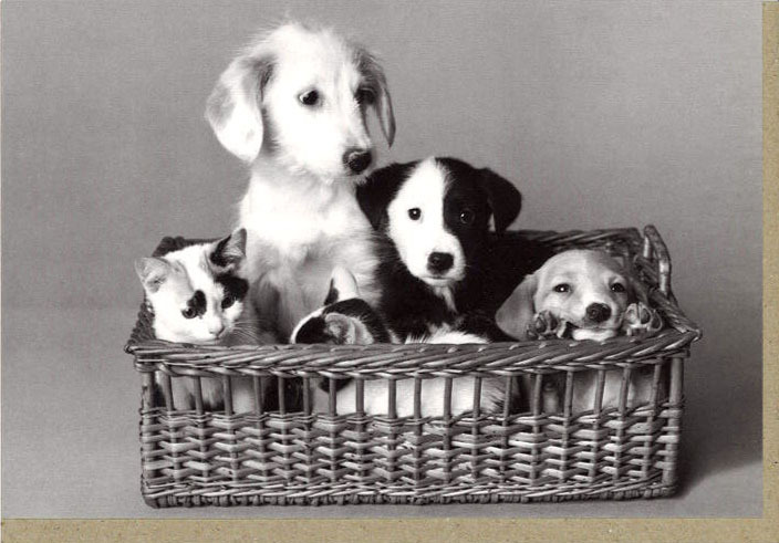 グリーティングカード 多目的 モノクロ写真「5匹の小犬と子猫」フォト