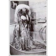 ポストカード モノクロ写真「入浴中の犬」