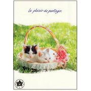 ポストカード カラー写真「花かごに入った2匹の子猫」郵便はがき