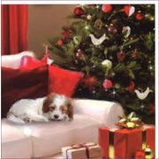 グリーティングカード クリスマス「白いソファで眠る犬」メッセージカード