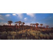 ロングポストカード カラー写真 ミホル・マーティン「砂漠の樹」メッセージカード