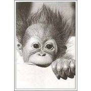 ミニグリーティングカード ひとことカード 多目的「猿の赤ちゃん」