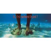 ロングポストカード サマーカード「アッ！ 踏んだ？」カラー写真 暑中見舞い 魚 海