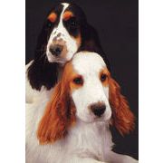 ポストカード カラー写真 「2匹の犬」 郵便はがき メッセージカード