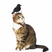 激安 ペット用帽子 犬用猫用 仮装帽子 大中小型犬/猫 ハロウィン Halloween 烏 羽 ヘアバンド