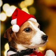 2023 ペット用品  犬 猫  ペット用の帽子 クリスマス  帽子    ネコ雑貨