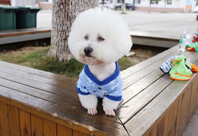 新作犬服 春 夏 秋 ドッグウェア 犬の服 ペット服 ベスト  Tシャツ 可愛い かわいい  快適 おしゃれな犬服