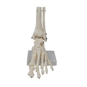 素敵なデザイン INSスタイル 医学教育器材 大人気 おしゃれな 足関節モデル 医学訓練 人体器具 トレンド