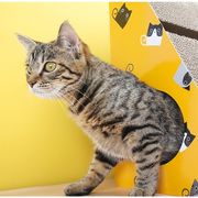 猫スクラッチボード 興味を増す おもちゃ よじ登ることができる 三角形 鈴つきのボール