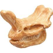 頭の化石ミュージアム 19種 SY-3962