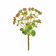 MAGIQ カランコエ枝　1本　FG002774-zzz