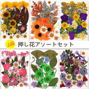 押し花 MIX アソートセット ドライフラワー レジン封入 ネイルパーツ ネイルアート 花材 はな 封入パーツ