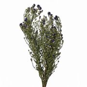 【2026AW新作】風の花 ドライフラワー クジャクアスター B 40ｇ DN000146-005