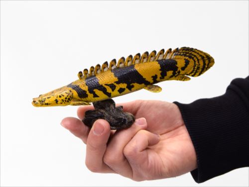 古代魚 ソフトモデルフィギュア/ポリプテリス・エンドリケリー | 卸売