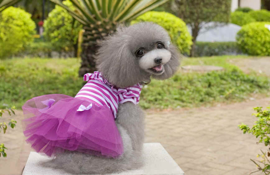 可愛いワンピース  犬　ワンちゃん服　犬服　ペット　ペット用品（XS-XL）