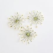 【NEW】ドライフラワー レースフラワー業務用パック　500枚入