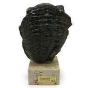 ≪特価品/限定≫ ファコプス 化石 約 95x77x33mm