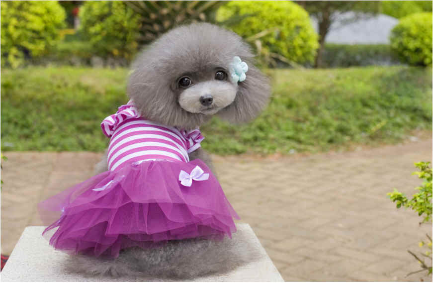 ★可愛いワンピース★犬服★ペット用品★ピンク、紫　全2色（XS-XL）