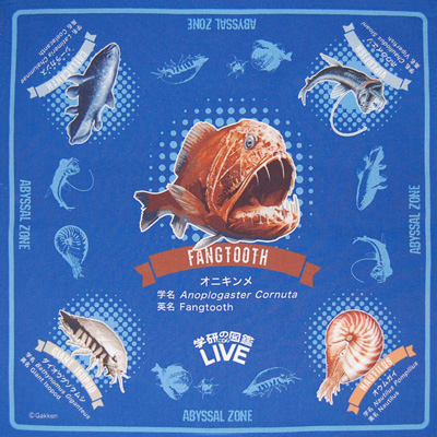 ハンカチ 恐竜 危険生物 深海生物 Arアプリで動く生物が飛び出す キャラクター 子供 雑貨 松山 株式会社 問屋 仕入れ 卸 卸売の専門 仕入れならnetsea