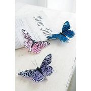 トロピカルバタフライ・アソート　※欠品/次回入荷未定