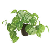 MAGIQ　光触媒加工　マーブルポトスポット　アレンジメント　光触媒加工