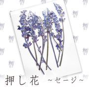 デコパーツ【72.押し花 セージ】花 ドライフラワー 紫 パープル ハーブ レジン
