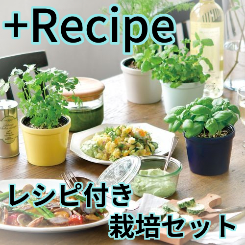 +Recipe レシピ付き栽培セット GD-951
