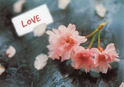 ポストカード カラー写真 ピンクの花