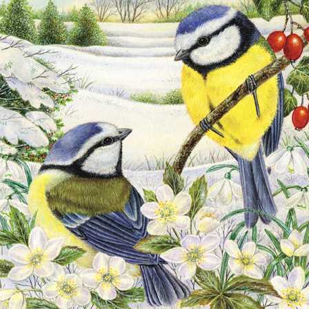 グリーティングカード クリスマス「二匹のアオガラ」メッセージカード 小鳥