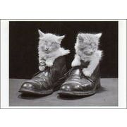 ポストカード モノクロ写真「靴の中で眠る二匹の子猫」