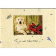 ポストカード カラー写真「子犬と赤いバラ」郵便はがき