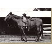 グリーティングカード 多目的 モノクロ写真「馬に乗る子供」フォト 子ども